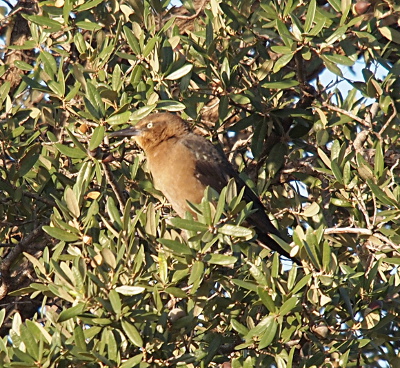 [In a oval-leafed tree sits a bird with a brown belly and head and black wings and beak. It also has a yellow eye with a black dot.]
